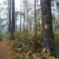 The Wild Azalea Trail: A Must-Visit Destination for Louisiana Off-Road Enthusiasts