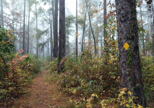 The Wild Azalea Trail: A Must-Visit Destination for Louisiana Off-Road Enthusiasts